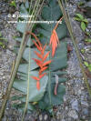 Heliconia peteriana